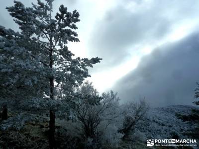 Acebos Montes Carpetanos; rutas de senderismo en madrid